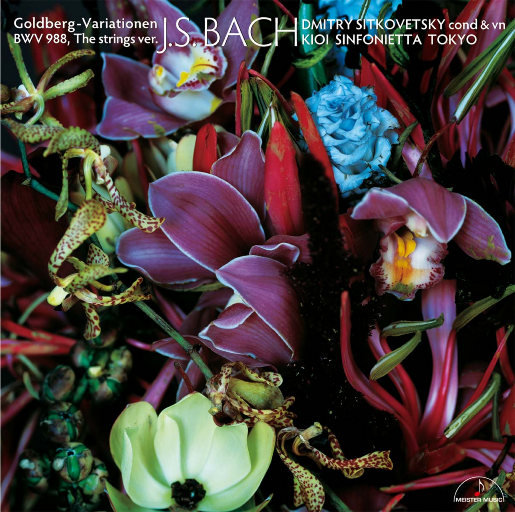 万元定制舞蹈的微博舞蹈
